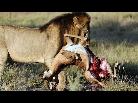 Most Amazing Wild Animal Attacks - Dangerous Animal Fights Caught On Camera