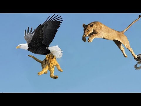 Most Deadly EAGLE Attacks 2019 - Most Amazing Moments Of Wild Animal Fights