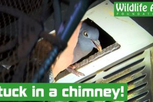 Mystery visitor rescued from house chimney! - Animal rescue