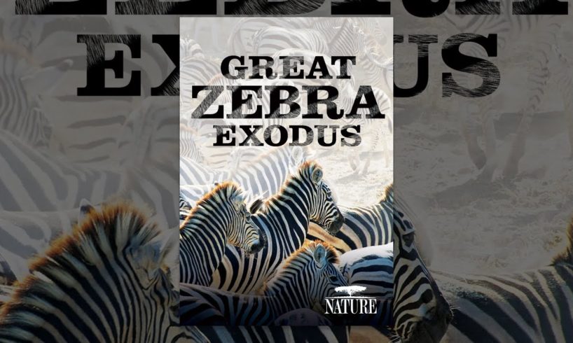 Nature: Great Zebra Exodus