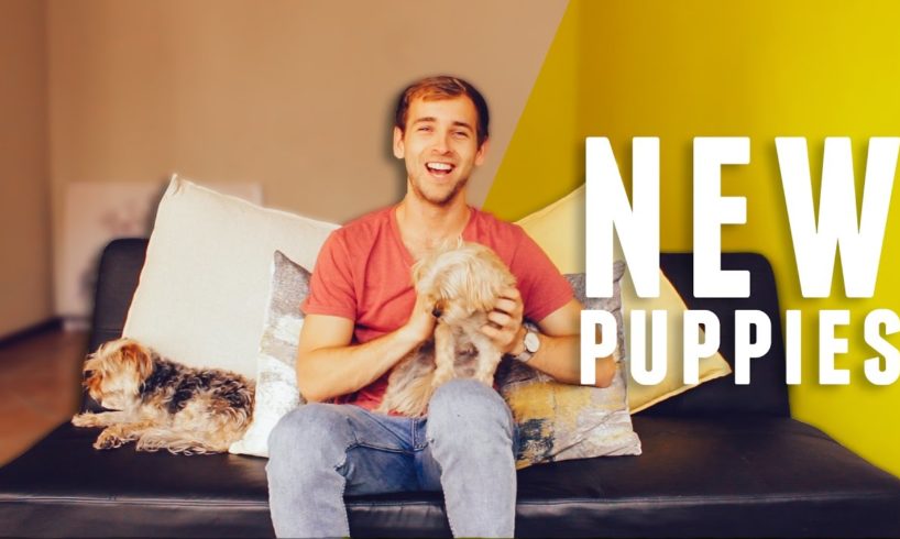 Our NEW Office Has Cute Puppies | South African Entrepreneur