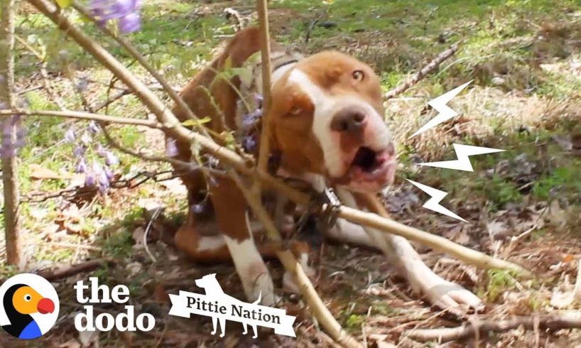 Pit Bull Chained to Tree Transforms Into the Happiest, Prettiest Girl | The Dodo Pittie Nation