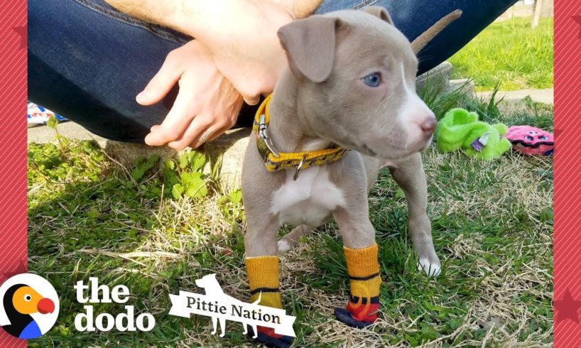 Puppy Found In Duffel Bag Is Pure Joy  | The Dodo Pittie Nation