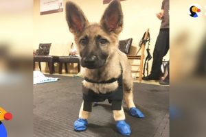 Puppy With Swimmer Syndrome Teaches Herself To Run - STARFISH | The Dodo