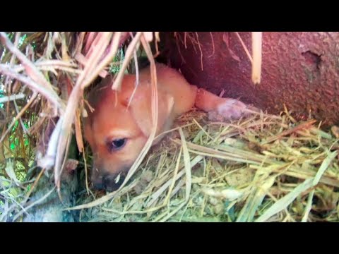 Puppy look like Rotting Tree Trunk.. Dog rescue Scared Abandoned dog hides in a spot is Hard to Find