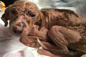 Rescue Abandoned Dog was Crusted & Bleed Skin