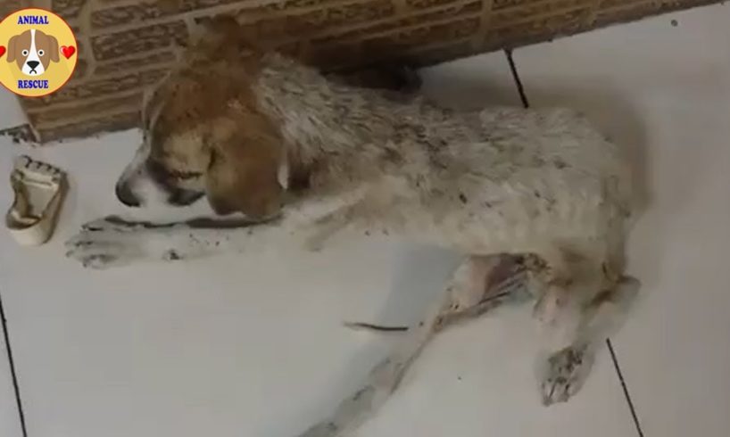 Rescue Homeless Puppy Is So Sick  On The Roadside And Treatment