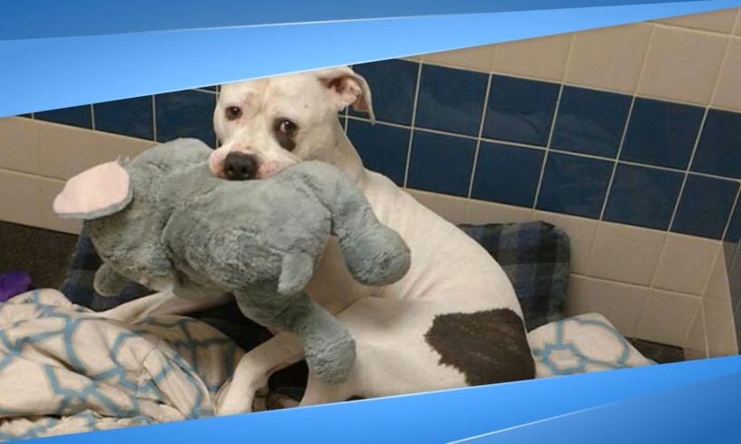 Sad Shelter Dog  And His Stuffed Elephant Are All Smiles After Being Adopted