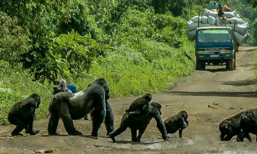 Silverback gorilla stops traffic to cross road | Gorilla Family and Me | BBC Earth