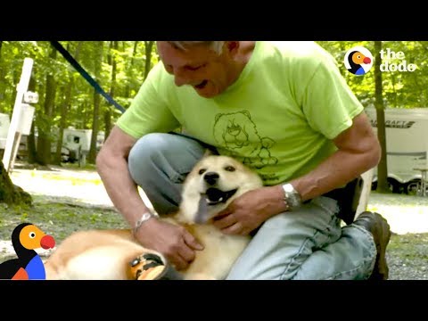 Special Dog Rescued by Man Who Drives Across the Country To Save Him | The Dodo Comeback Kids S01E05