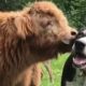 This Cute Baby Cow Acts Like a Dog | Bored Panda Animals