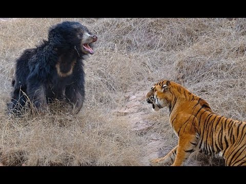 Tigers kill bear - Tigers attack wild boar and deer - Tiger vs lion easy fight! Animals attack