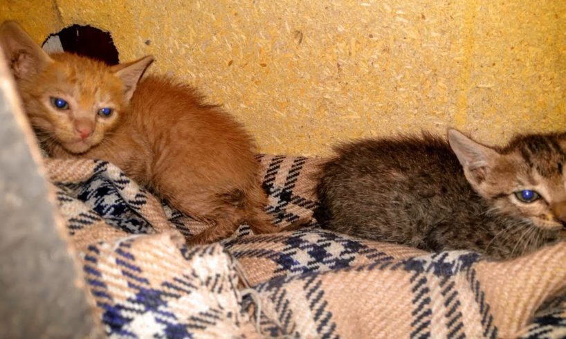 Two little kittens found on street  Rescued and Adopted Perfect trasformation