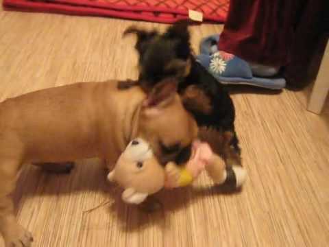 Viral Video UK: Cute puppies fight over toy