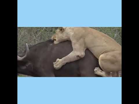 Wild animal fights with man. Wild animals attacks.By comedy raju