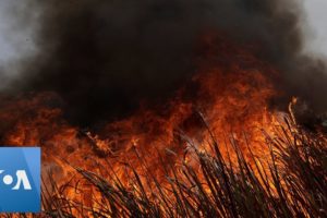 Amazon Fires Leave Many Animals Dead