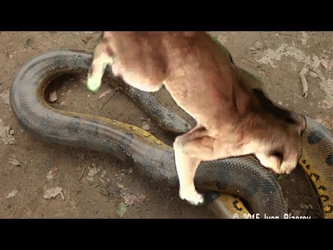 Anaconda snake vs Jaguar. Python vs lion Animal Attacks Wildlife video