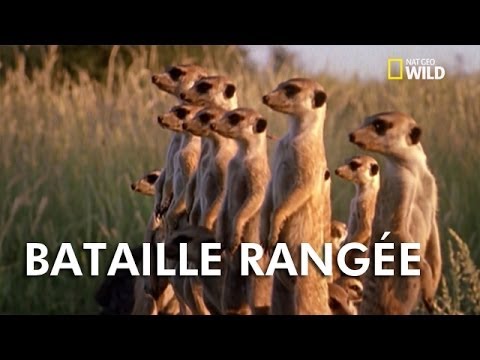 Animal Fight Club | Combat de Suricates, bataille rangée