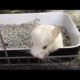 Baby chinchillas playing. Cute and funny animals compilation. Chinchillas family.