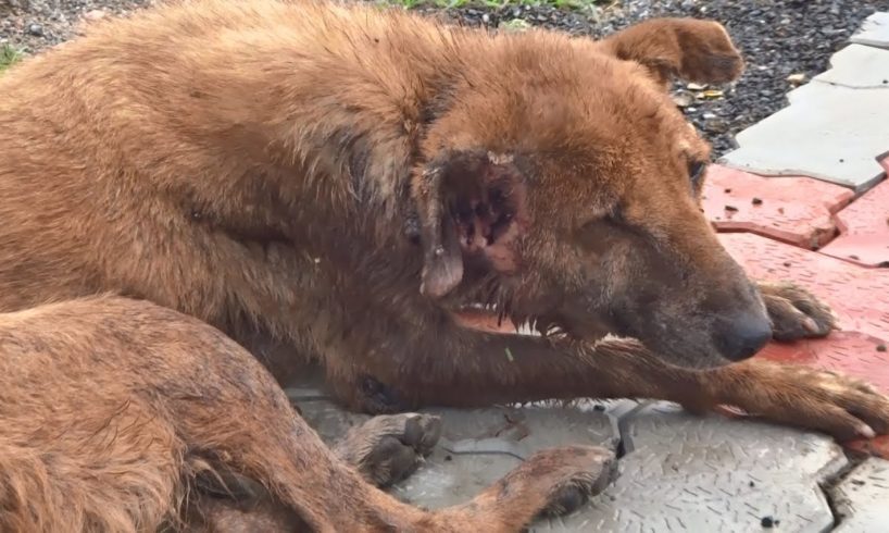 Badly wounded but cheerful older dog rescued--and thrives...