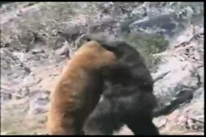 Bear Vs. Gorilla  !!!!!  [animal fight]