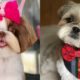 Best Of Cutest Shih Tzu Puppies and Dogs Videos Compilation