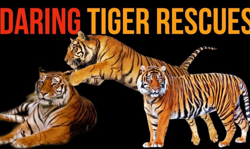 Big Cat Rescue Compilation: Daring Top Tiger Rescues