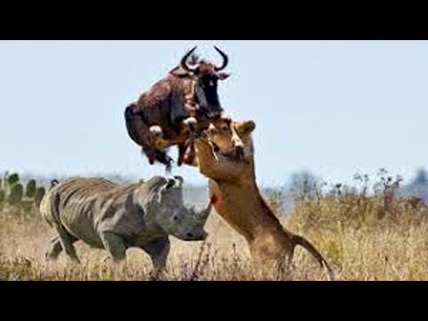 Big battle craziest of Rhino vs Wild Animal - Lion, Leopard, Elephant, Hyenas vs Rhino