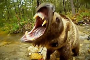 Biggest Wild Animal Fights 2016 HD Part 1