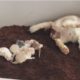 Boo Boo Miu Miu : Cat Gives Birth To 6 Kittens