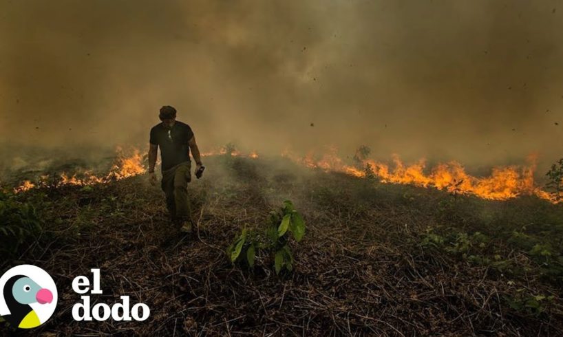 Conoce al hombre que está tratando de salvar el Amazonas | El Dodo