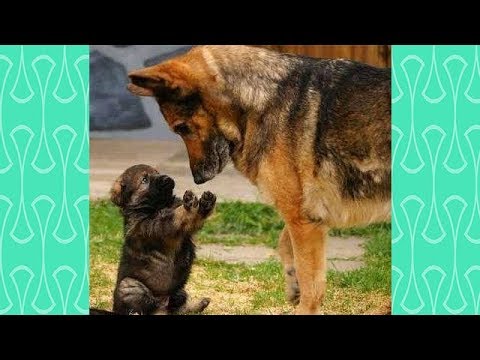 Cute German Shepherd Puppies playing with their Mom and Dad  -  Funny German Shepherd Dogs Videos