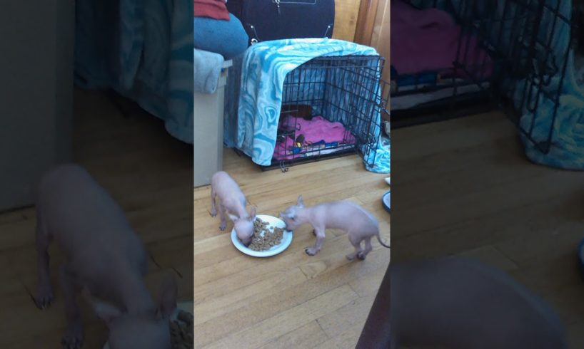 Cute Puppies Eat 2