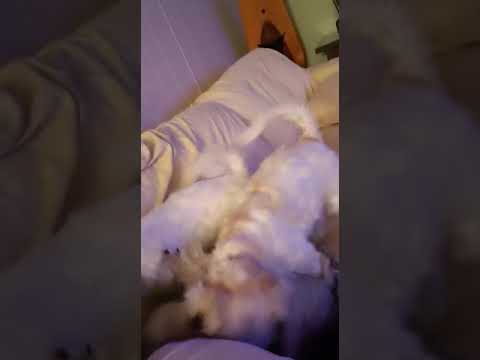 Cute Puppies Fight Each Other Over a Chicken Toy