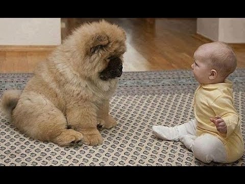 Cute Puppies With Babies - Cute Puppies Breed | Cute Puppies Babies