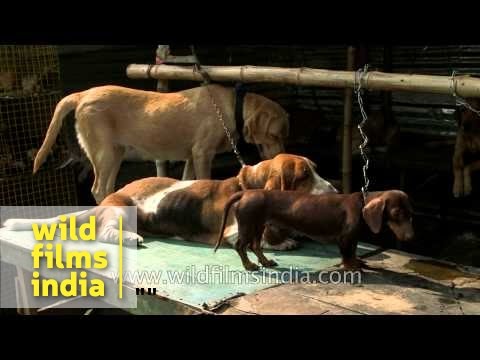 Cute puppies being sold at Sonepur Cattle Fair, Bihar