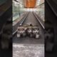 Cute puppies on escalator