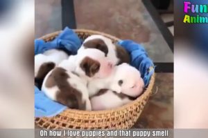 Cutest Puppies Video Ever 2018