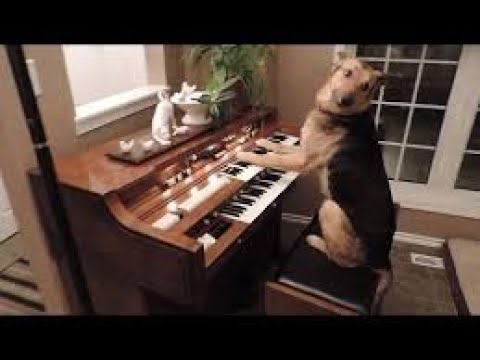 Dog PLAYING THE PIANO | Funny Dog & Funny Animals