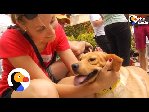 Dogs React to Being Adopted | The Dodo