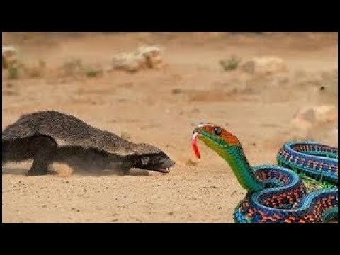 EXTREME CRAZY ANIMAL FIGHTS : Ferret vs Cobras vs Snake vs Bird vs Squirrel vs Mongoose