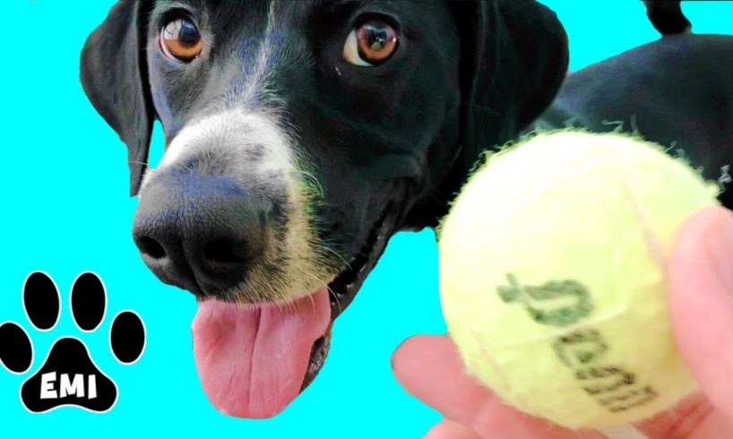 Fast Running Dog Emi (English Pointer) Playing with Tennis Balls = Cute Dog Video