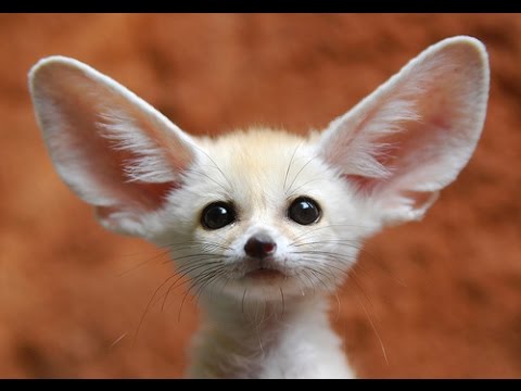 Fennec Fox Puppies | Cute Baby Pet Foxes Play - The Cutest Kit, Cubs and Pups