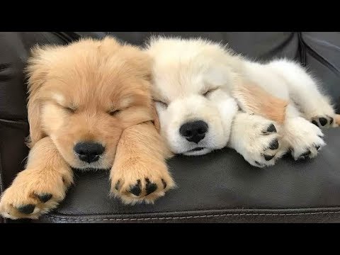 Funniest & Cutest Golden Retriever Puppies #21 - Funny Puppy Videos 2019