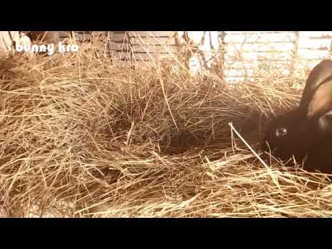 Funny bunny rabbit videos.bunny playing.cute rabbits.beautiful.2019.animals.pet.new.кролик. ウサギ