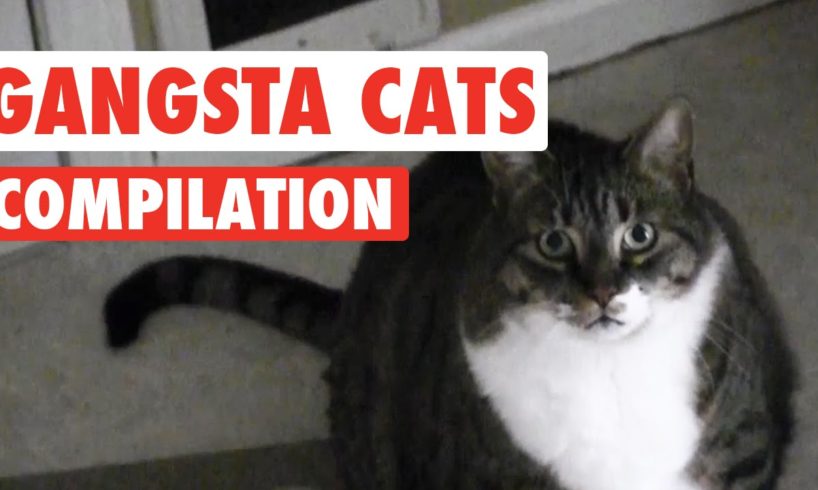 Gangsta Cats Video Compilation 2016