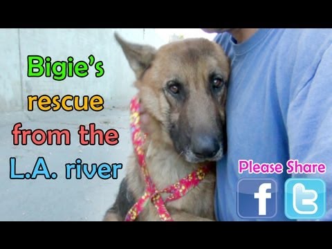 German Shepherd rescued from the Los Angeles River - Please share.