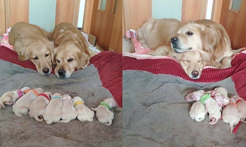 Golden Retriever Parents Watching Over Their Newborn Puppies