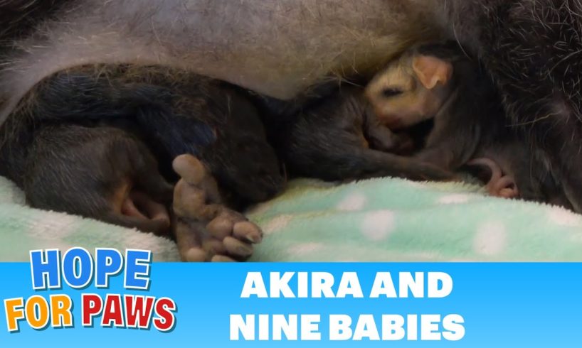 How a mother's love kept her babies alive - please share.