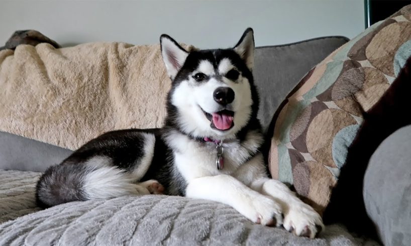 Husky Puppy, You Are Pretty Cute